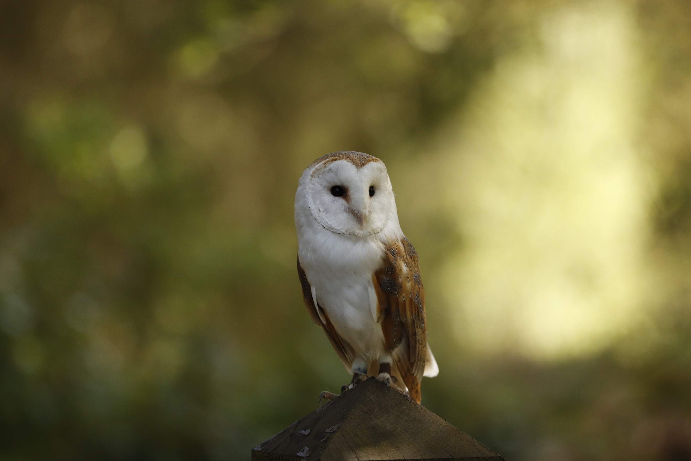Owl 02