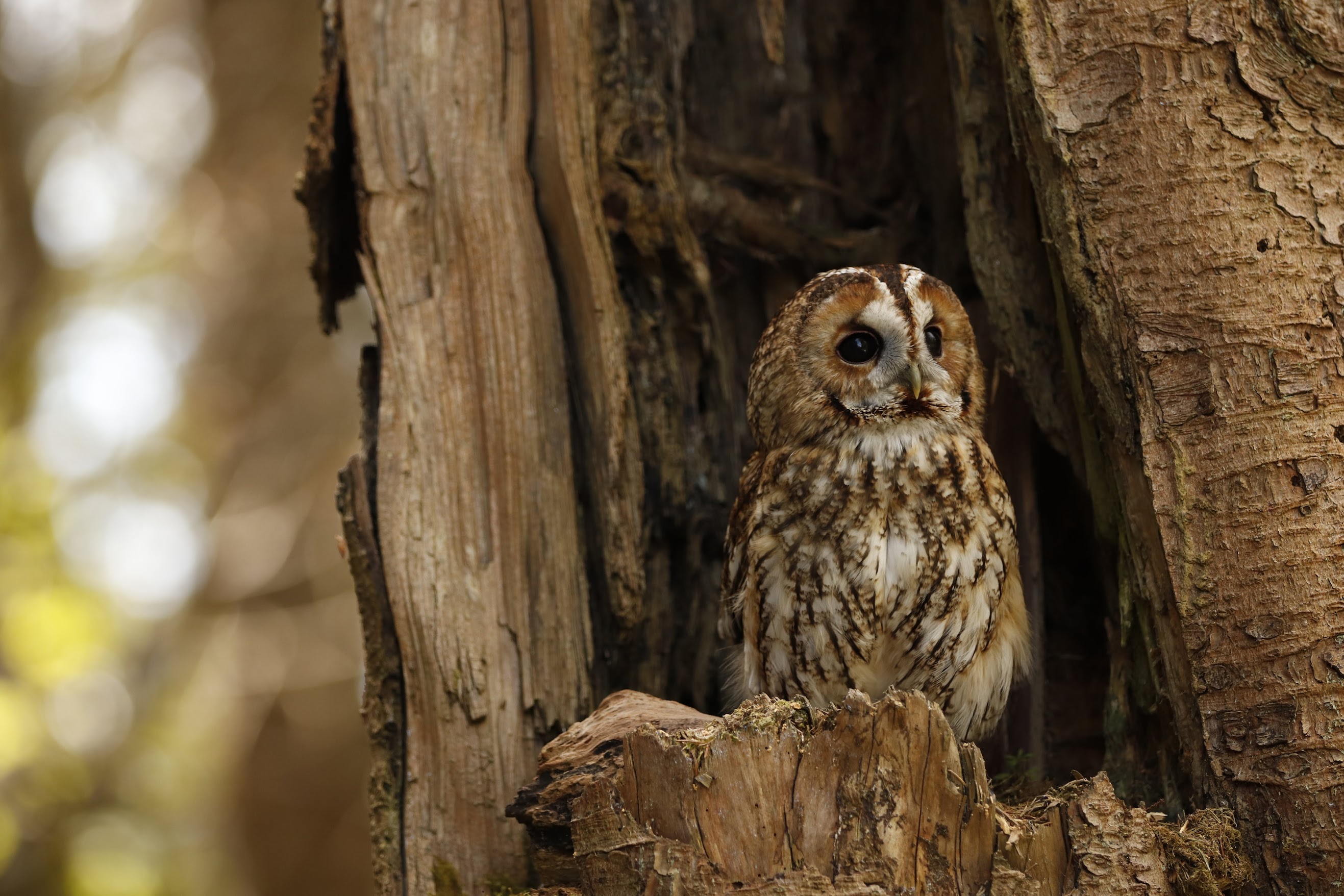 Owl 03