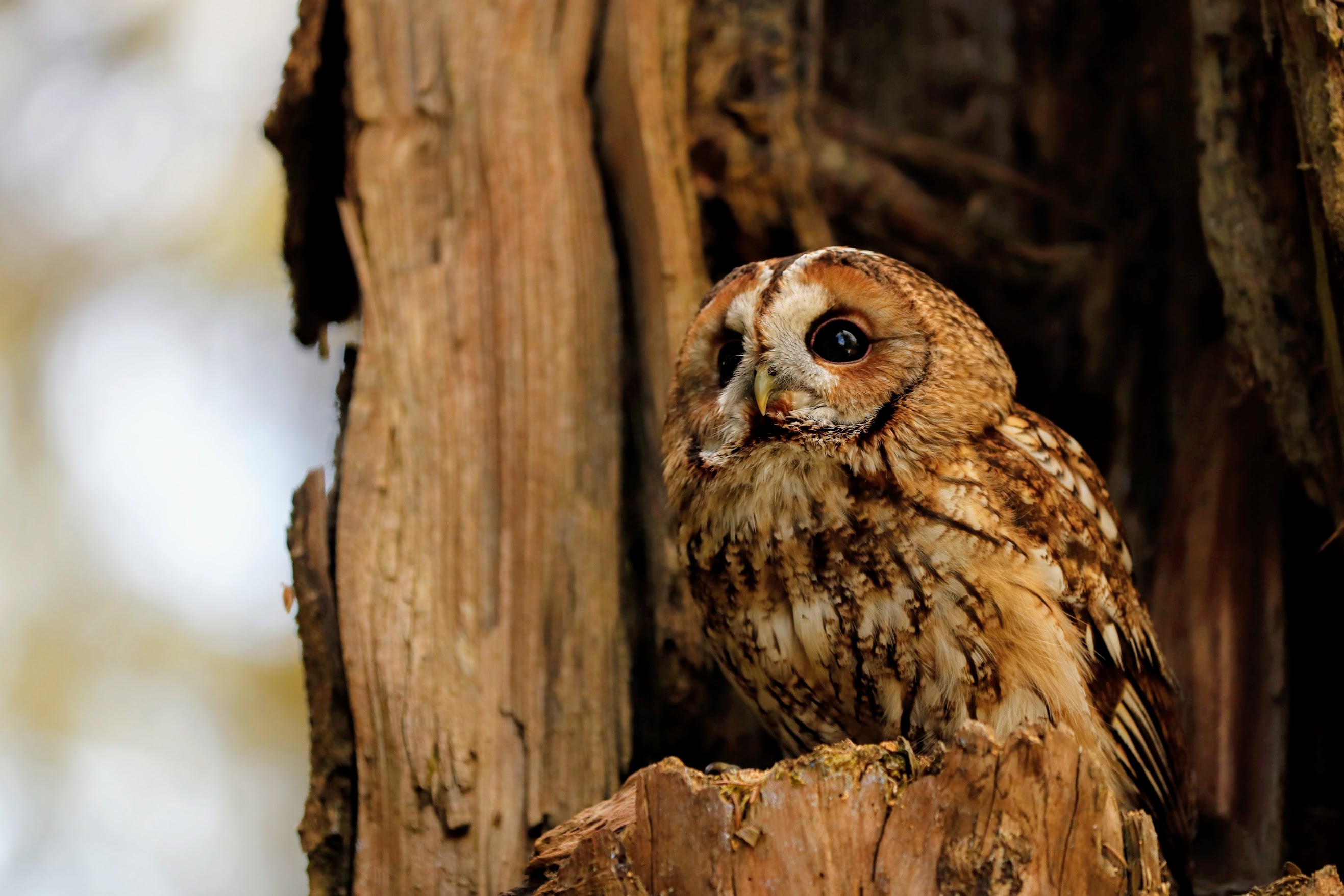 Owl 04