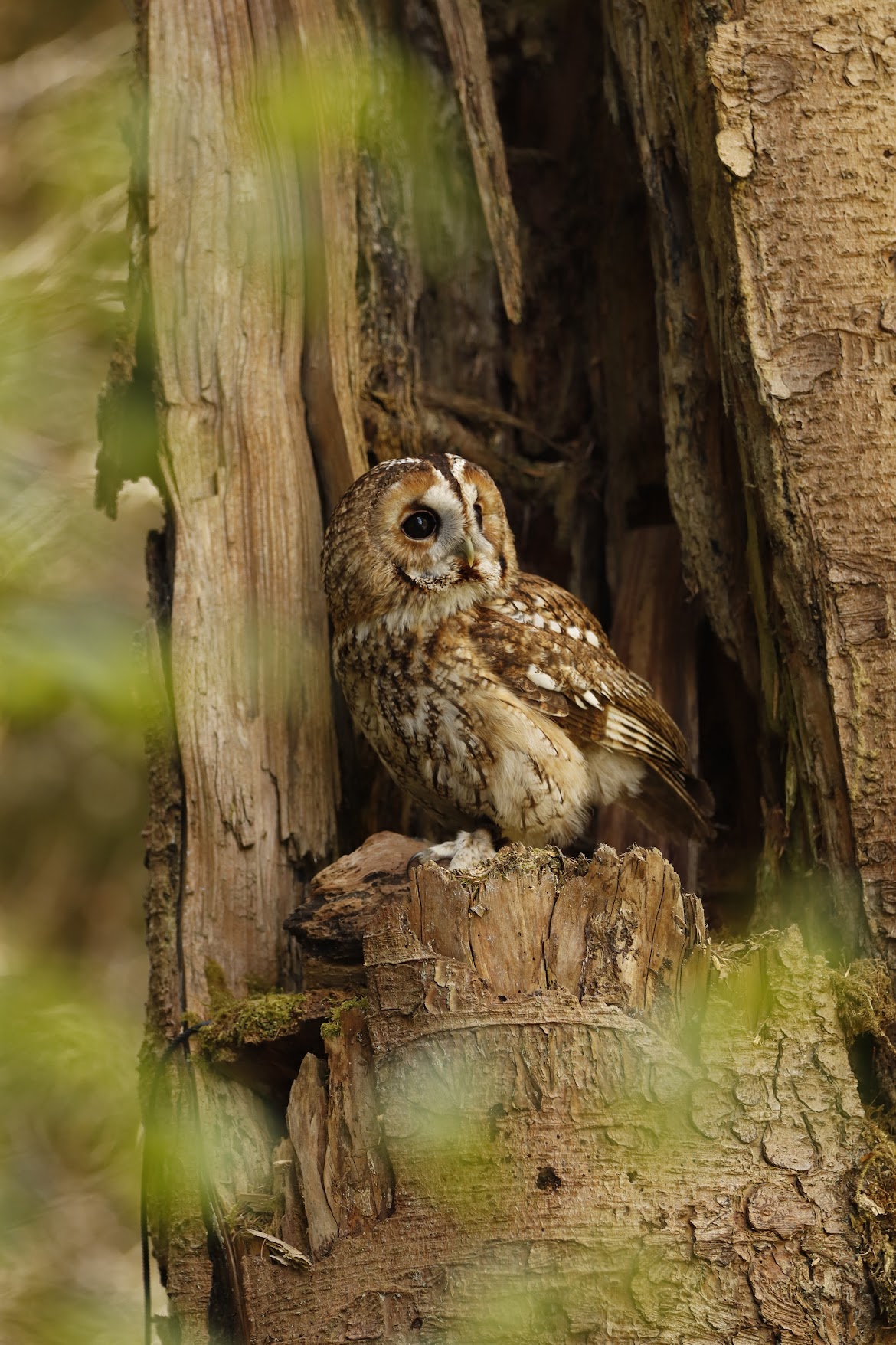 Owl 05