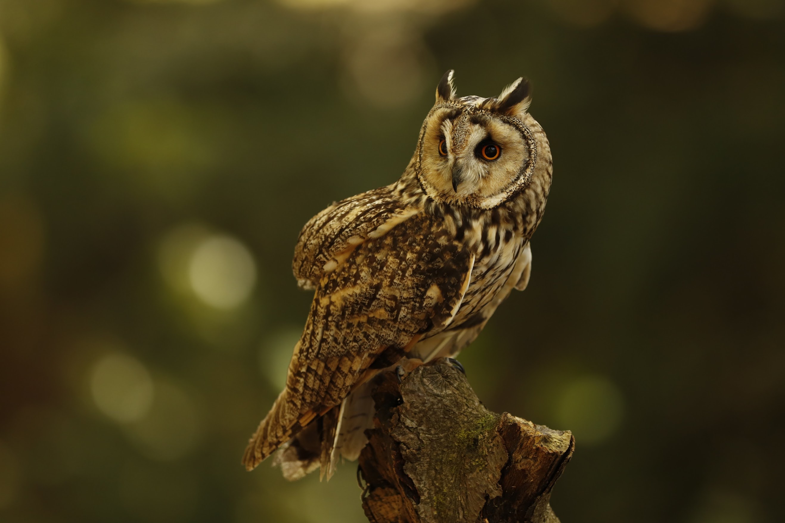 Owl 06