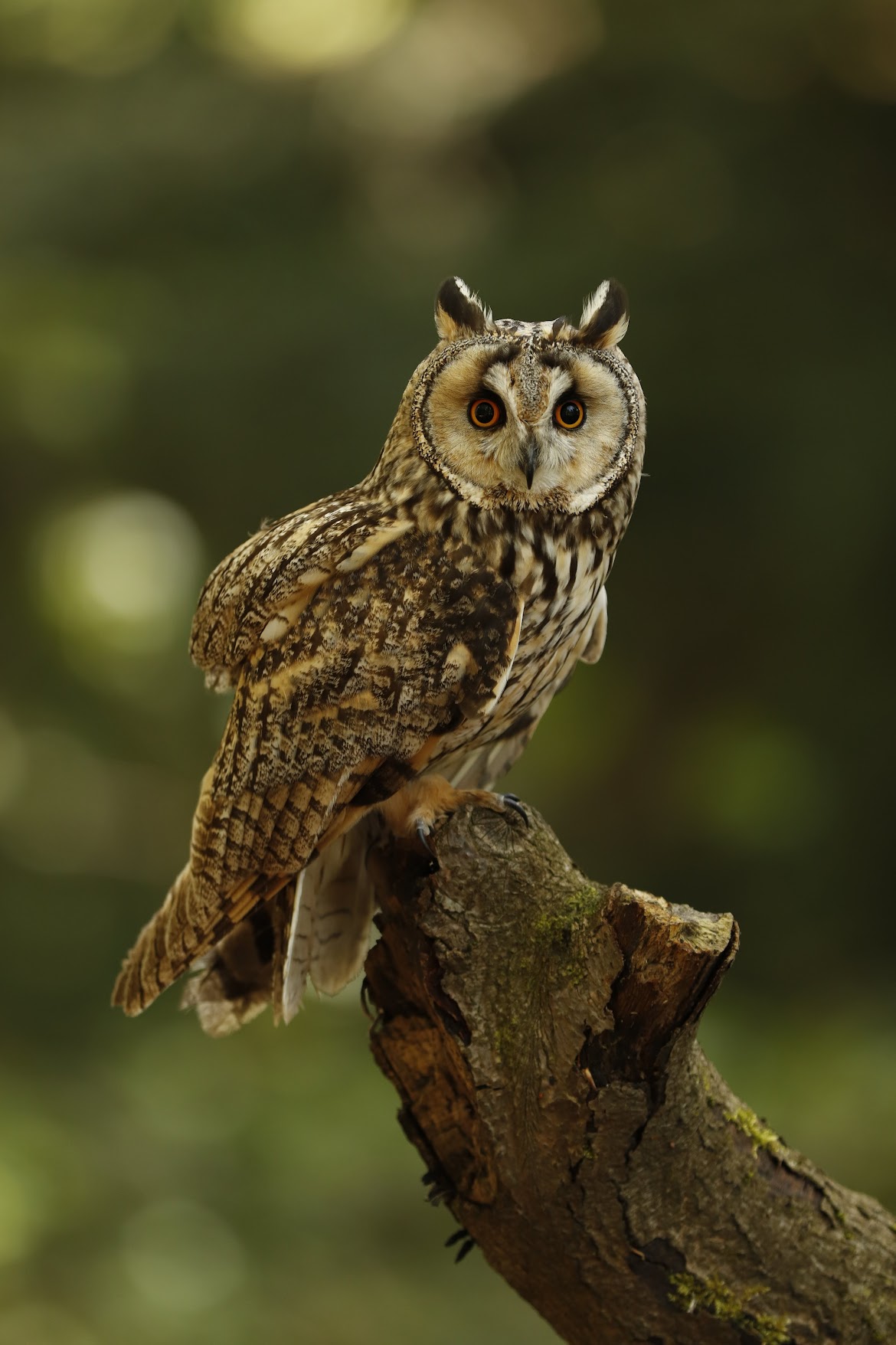 Owl 07