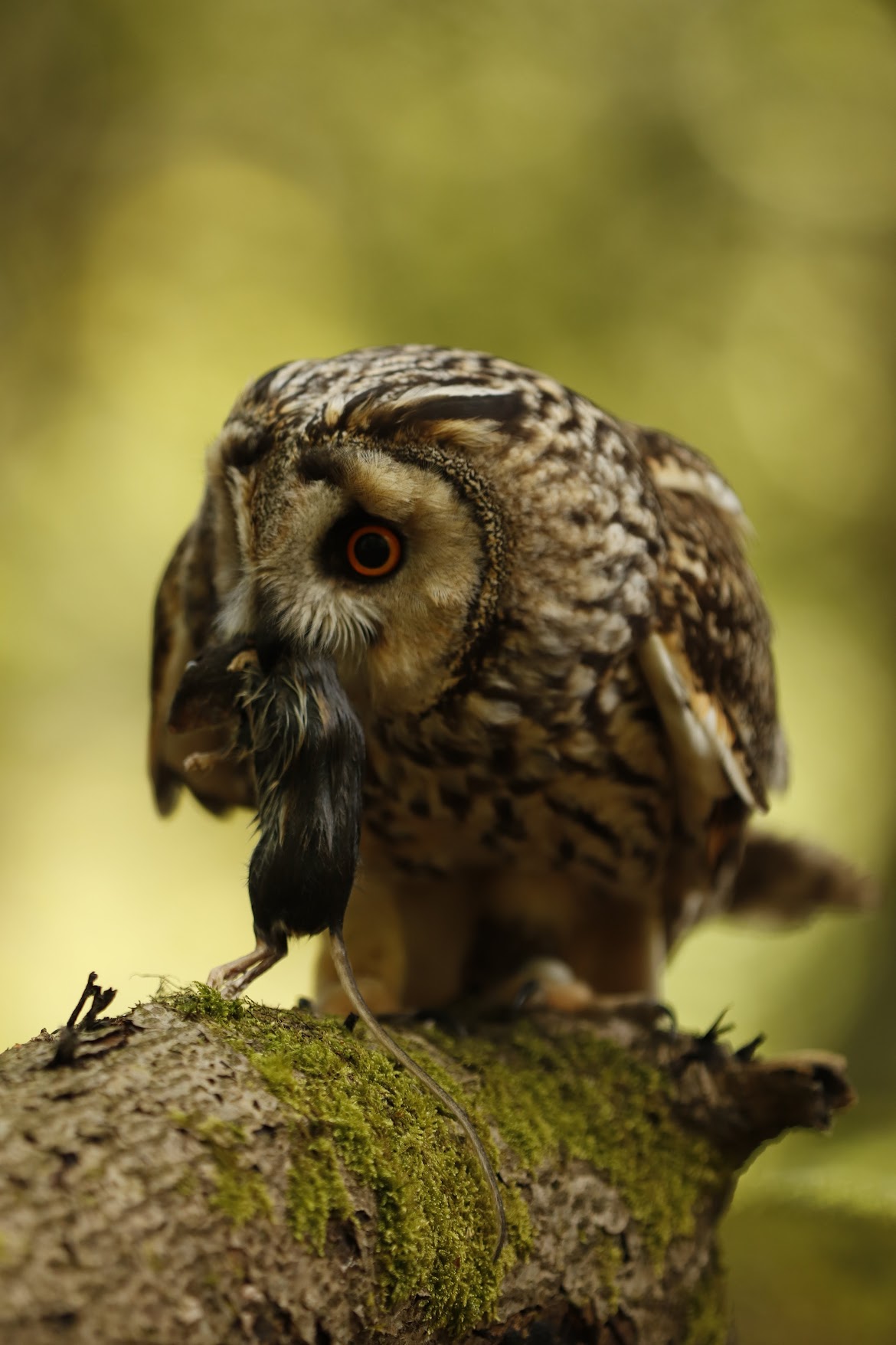 Owl 08