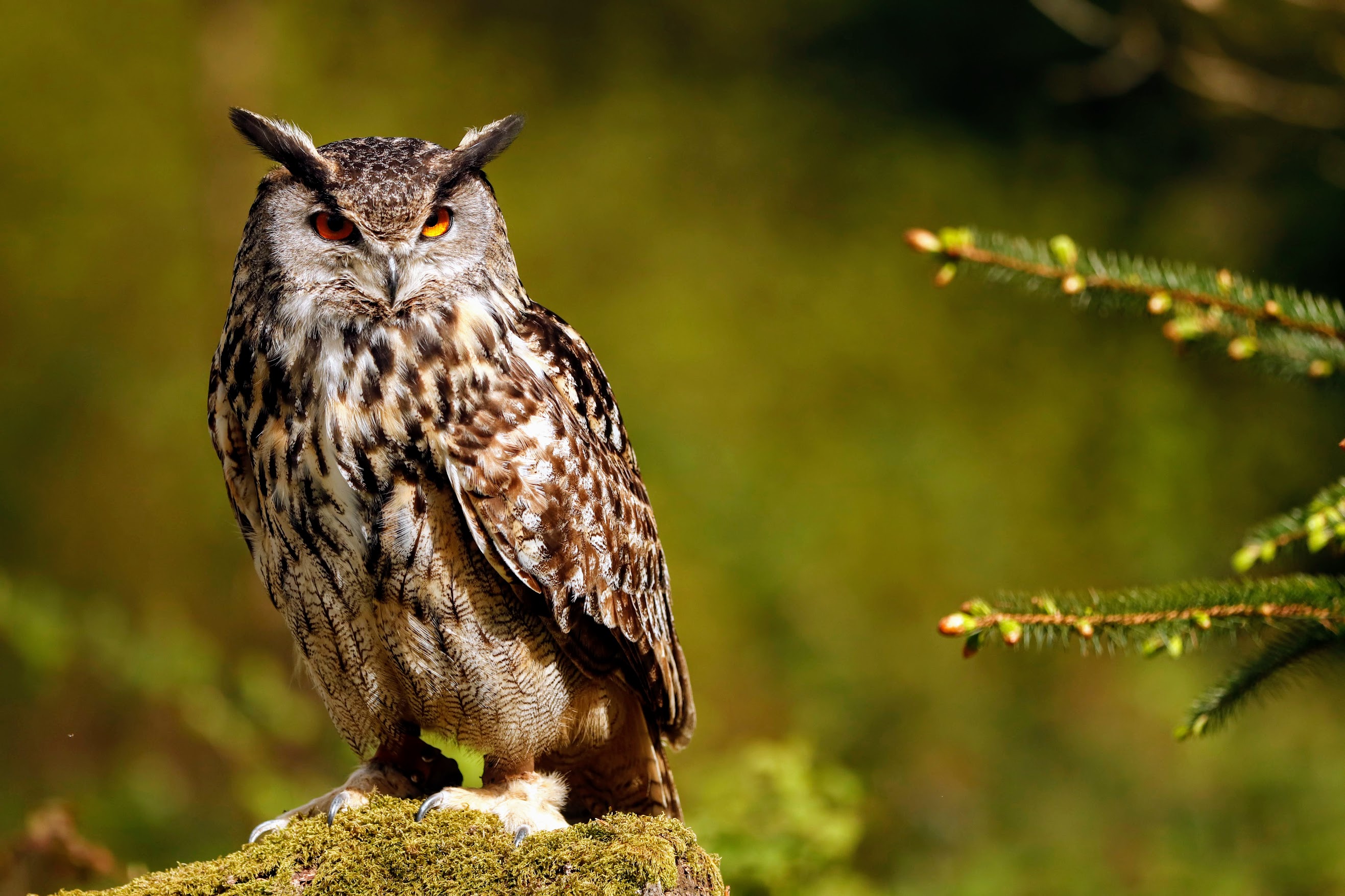 Owl 09