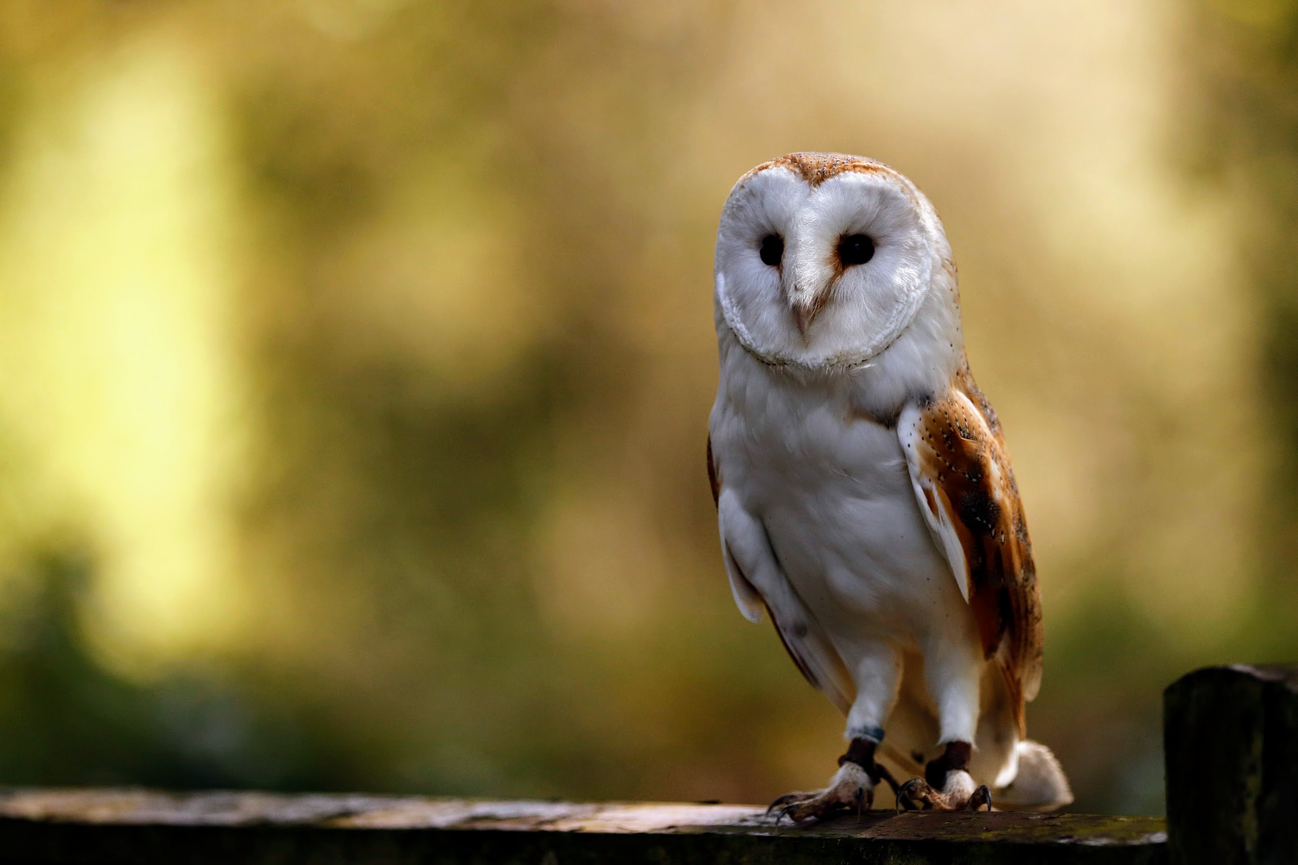 Long-eared Owl