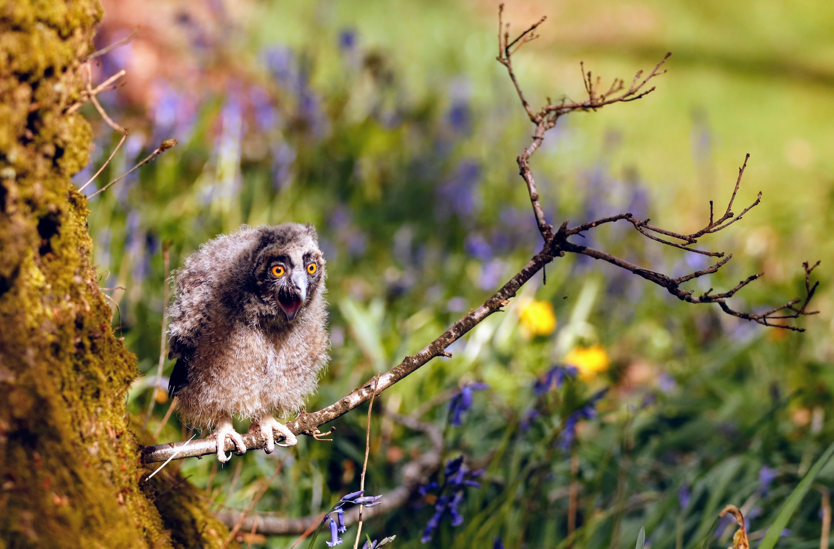 Owl 01